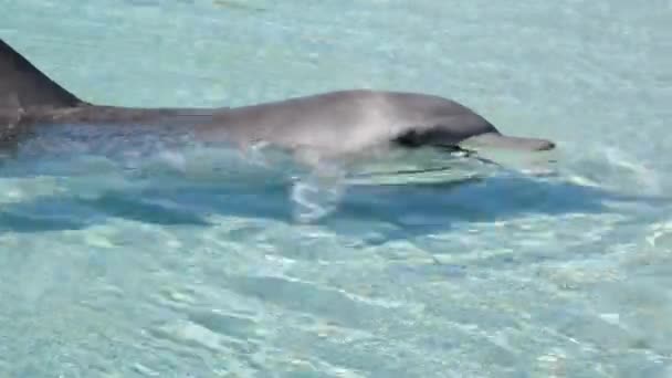 Bottlenose Dolphin Swim Shallow Water — Video Stock
