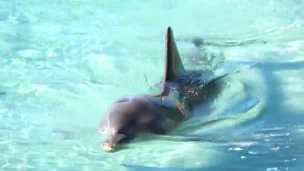 Delfín Nariz Botella Jugando Con Bola Agua — Vídeos de Stock