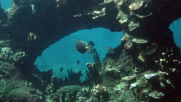 Tropical Fish Swim Coral Reef Great Barrier Reef Tropical North — стокове відео