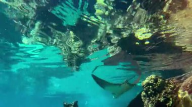 Bir grup vatoz vatozu Pasifik Okyanusu 'nda su altında yüzer..