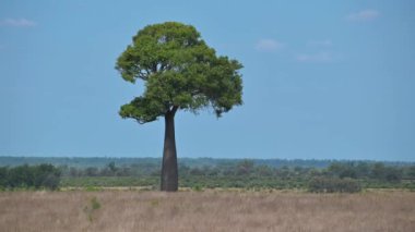 Queensland Avustralya 'nın taşrasındaki bir tarlada tek başına güzel bir Boab ağacı (Adansonia gregorii) yetişir..