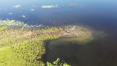 Queensland Avustralya 'daki St. Lawrence sulak arazisindeki Magpie Goose' un hava aracı manzarası 