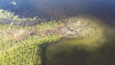 Queensland Avustralya 'daki St. Lawrence sulak arazisindeki Magpie Goose' un hava aracı manzarası 