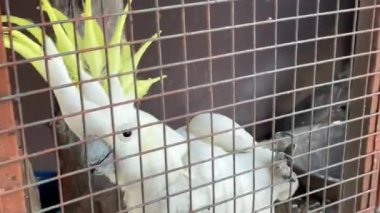 Queensland, Avustralya 'da bir kafeste beyaz şemsiye kakadusu (Cacatua alba). 