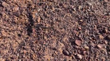 Queensland Avustralya 'da dev kırkayak (Ethmostigmus rubripes)