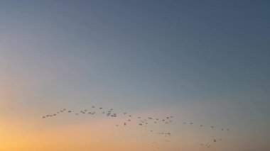 Günbatımı gökyüzünde uçan kuşların silueti