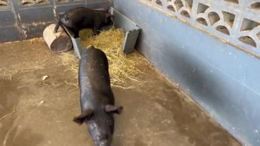 Çiftlikteki iki siyah domuz