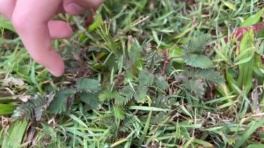 Bir çocuğun parmağı, Mimosa pudicasına dokunur. Yıllık çiçekli bitkiye. 