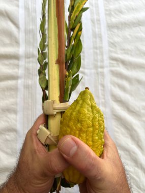 POV (point of view) of a Jewish man blessing on the four species are four plants the etrog, lulav, hadass, and aravah mentioned in the Torah as being relevant to the Jewish holiday of Sukkot. clipart