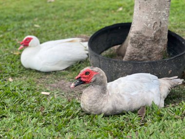Avustralya 'nın Queensland kentindeki bir parkta yeşil çimlerin üzerinde oturan erkek ve dişi Beyaz Moscovy Duck (Cairina moschata).