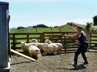 COROMANDEL, NZL - 30 Ocak 2012: Yeni Zelandalı çiftçi koyun çiftçiliği. Yeni Zelanda 'nın koyun nüfusu, 2007' deki 40 milyondan 2023 'teki 25 milyona son on yılda yaklaşık yüzde 20 oranında azaldı..