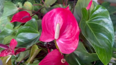 Kırmızı Anthurium zambağı, anthurium, kuyruk çiçeği, flamingo çiçeği, at kuyruğu bitkisi ve laceleaf olarak da bilinir.. 