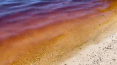 Ainsworth Gölü 'nün tatlı suları Avustralya' nın Lennox Head Yeni Güney Galler bölgesindeki kağıt kabuğu çay ağaçlarının koyu tanenleriyle doludur..