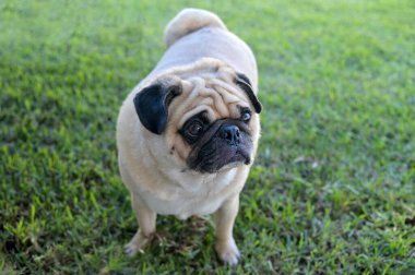 Pug Çin köpek cinsi yeşil çimlerin üzerinde duruyor. Evin arka bahçesi kameradan uzağa bakıyor.