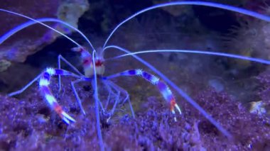Banded Coral Shrimp Stenopus hispidus, Stenopodidea alt sınıfına ait karides benzeri bir decapod kabukludur..