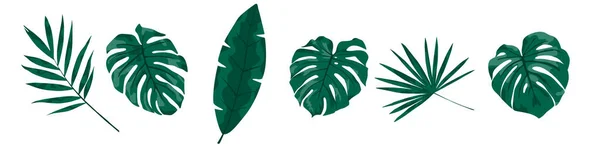 Feuilles Tropicales Différentes Formes Sur Fond Blanc Ensemble Feuilles Tropicales — Image vectorielle