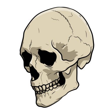 Beyaz arka planda izole edilmiş bir insan kafatası tasviri