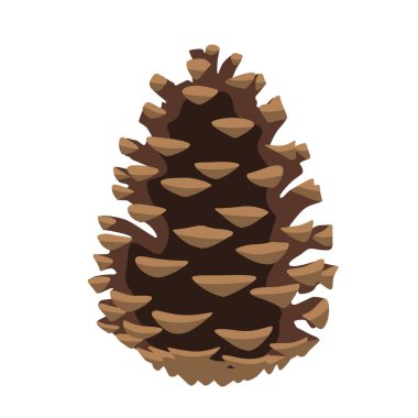 Beyaz arka planda izole edilmiş bir kozalak tasviri