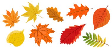 Beyaz arka planda izole edilmiş bir sonbahar yaprakları.