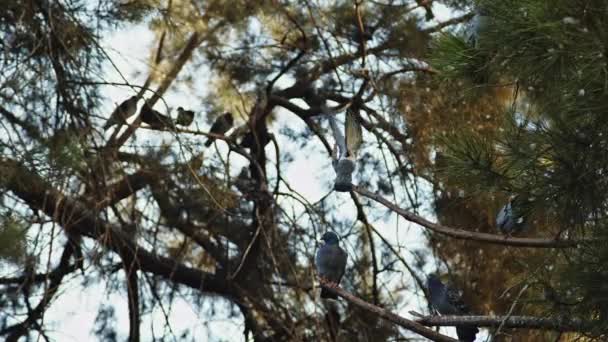 Pigeons Perched Pine Tree Branches Footage — Stock Video