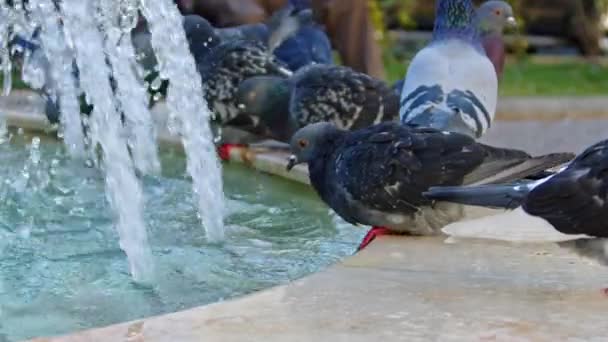 City Pigeons Drinking Water Fountain Footage — Stock Video