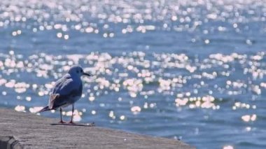 Martı Sahilde Beton Zemin üzerinde duruyor Okyanusun Parıltısı 'nı seyrediyor.