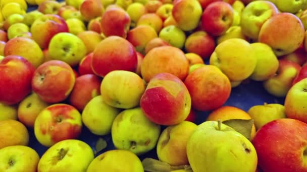 Lahodné Červené Zelené Jablka Sklizeň Trhu Záběry — Stock video