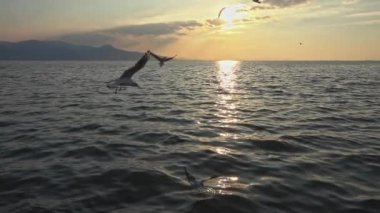 Dramatik Sarı Günbatımı Sahilinde Uçan Martı Sürüsü.