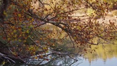 Sycamore Ağacı Sarı Yaprakları ve Günışığı Sonbahar Görüntülerinde.