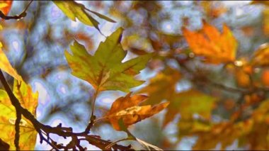 Sycamore Ağacı Sarı Yaprakları ve Günışığı Sonbahar Görüntülerinde.