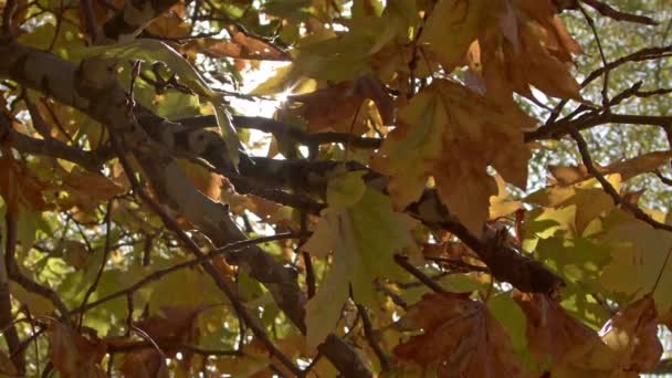 秋景中的番红花黄叶与阳光 — 图库视频影像