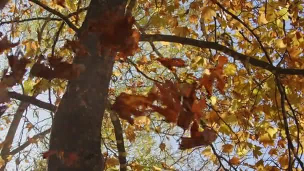 Κίτρινα Φύλλα Πέφτουν Από Φθινοπωρινά Δέντρα Στο Δάσος — Αρχείο Βίντεο