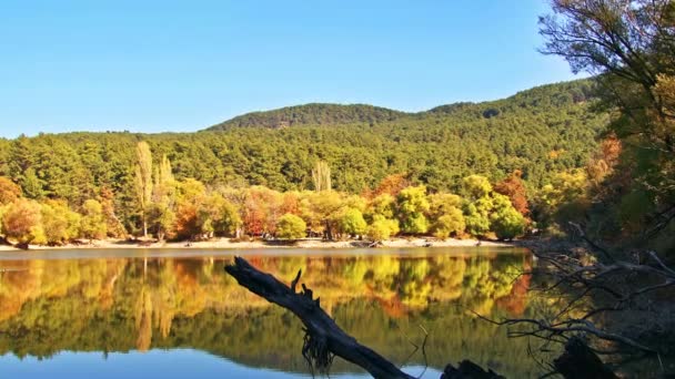 Herbstzweig Mit Gelben Blättern Baum Über Dem See — Stockvideo
