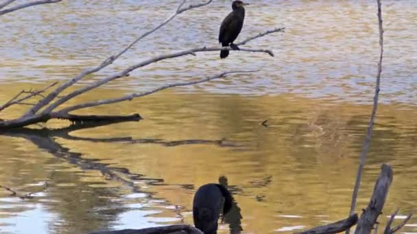 Cormoranes Posados Árbol Seco Lago — Vídeo de stock