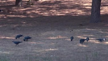 Kara Kargalar Ağaç Köklerinde Bitki Yeme Tohumu Görüntüleri.