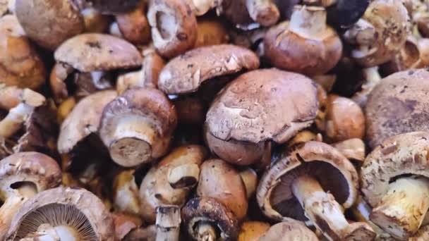 Stack Mushrooms Market Stand Filmagem — Vídeo de Stock