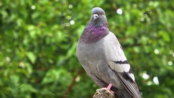 City Pigeon Perched Tree Branch Looking Camera Footage — Stock Video