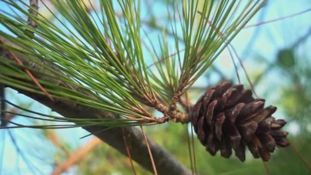Cono Pine Tree Branch Filmación — Vídeo de stock