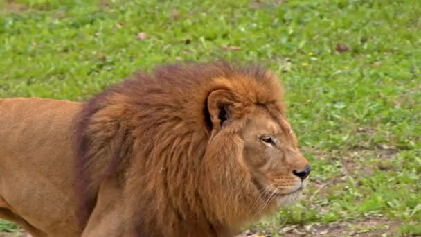 緑の草の上を歩くアフリカのオスライオン — ストック動画