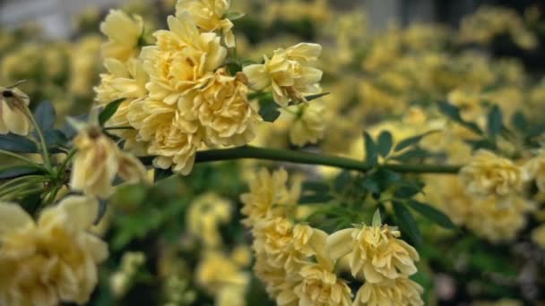 Spring Rosa Persian Yellow Rose Blossom Footage — Stock Video