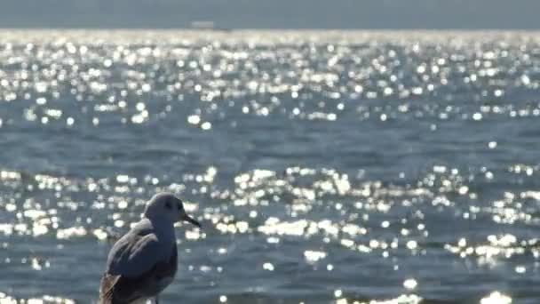 Cute Seagull Platform Looking Glitter Sea Footage — Stock Video