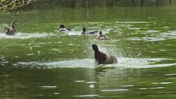 Hejno Divokých Kachen Plavání Úprava Zelené Vodě Lake Záběry — Stock video