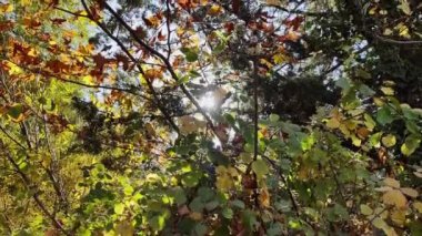 Yeşil Yaprak Ormanı Ağaçları ve Yansıyan Güneş Işığı Görüntüsü.