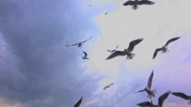 Gerçek Zamanlı Bulutlu Gökyüzü Görüntülerinde Uçan Martı Sürüsü — Stok video