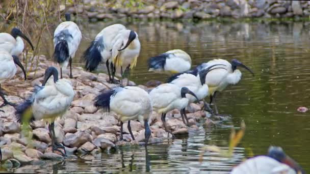 Schwarm Von Ibisvögeln Trinkt Wasser See — Stockvideo