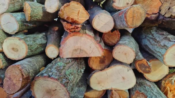 立木堆栈 用于冬季立木中的炉火燃烧 — 图库视频影像
