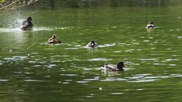 Green Mallard Ducks Bathing Grooming Lake Footage — Stock Video