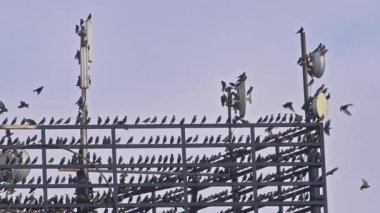 Vahşi Sığırcık Sürüsü Bir Hücre Kulesinde Dinleniyor.