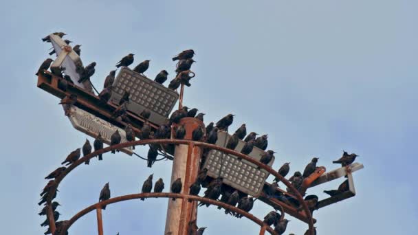 Rebanho Starlings Selvagens Descansando Uma Torre Celular — Vídeo de Stock
