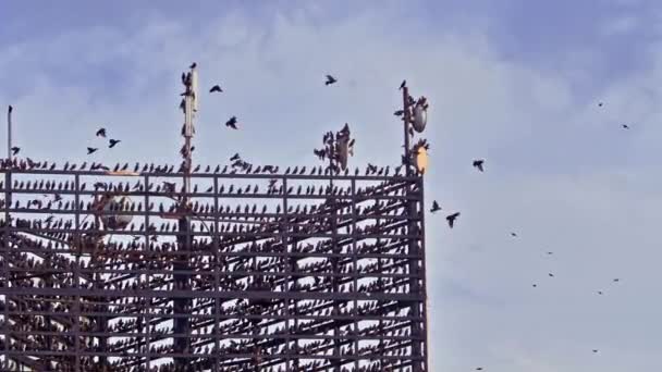 野生のスターリングの群れは セルタワーに休みます — ストック動画